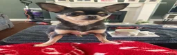Chihuahua dogs for sale: Beautiful male chocolate chihuahua puppy in Middlesbrough - Advert 6