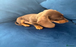 Miniature Dachshund dogs for sale: KC reg PRA clear smooth mini dachshund puppies - Image 7