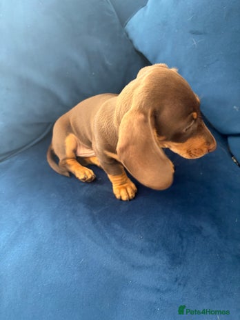 Miniature Dachshund dogs - Advert 1