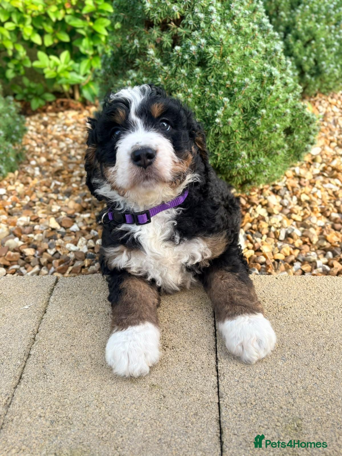 Bernedoodle dogs F1 tri-color bernedoodle pups - Advert 1