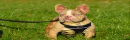 French Bulldog dogs for stud: Isabella merle carrying tan in Spalding - Advert 2