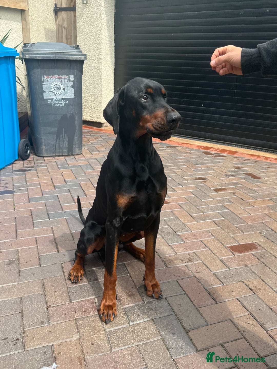Dobermann dogs for stud: 🌟Beautiful European Doberman Stud🌟 in Walsall - Image 5