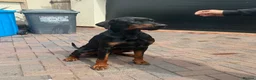 Dobermann dogs for stud: 🌟Beautiful European Doberman Stud🌟 in Walsall - Advert 5