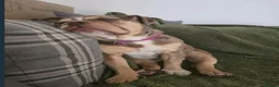 Old Tyme Bulldog dogs for sale: 12 month Old Tyme Bulldog  in Plymouth - Advert 5