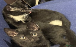 Mixed Breed cats for sale: female black white kitten for sale - Image 4
