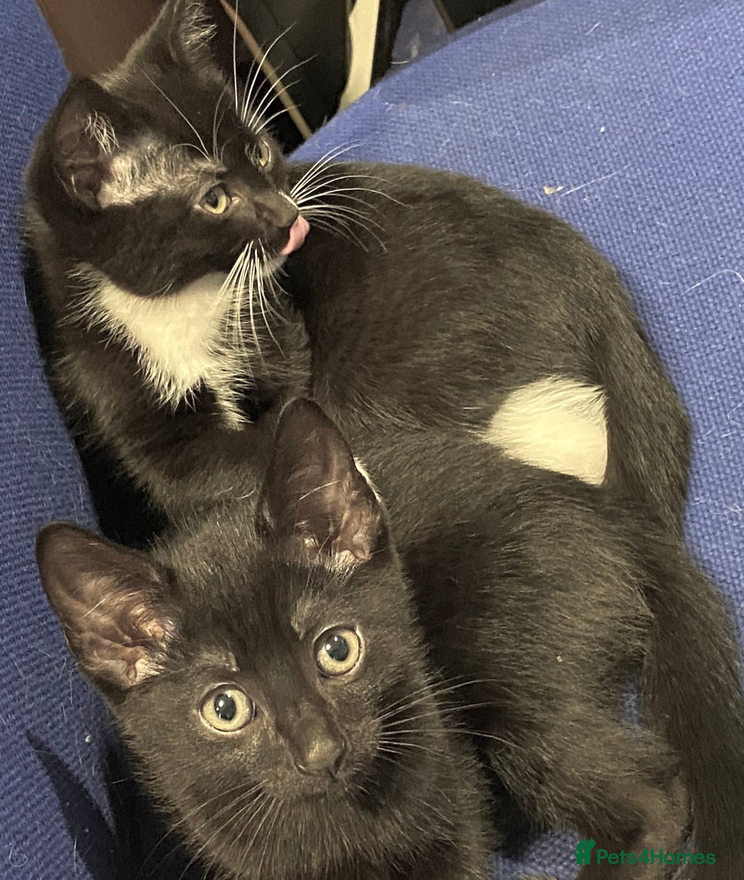 Mixed Breed cats for sale: female black white kitten for sale - Image 4