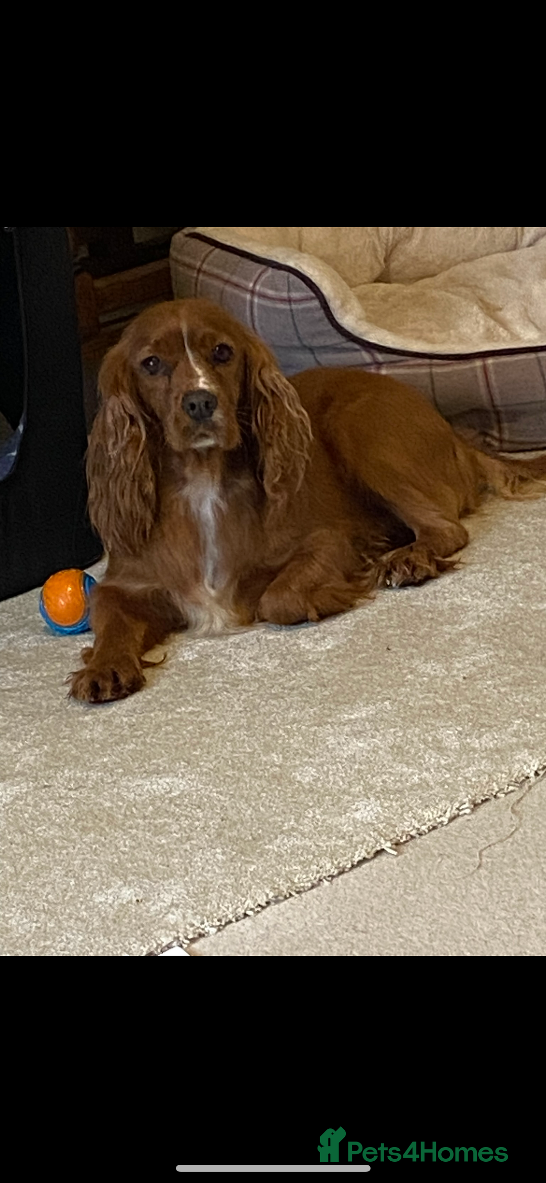 Cocker Spaniel dogs for sale: fox red cocker spaniels health tested  - Advert 26