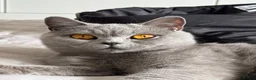 British Shorthair cats for sale: British Short Hair Male  - Advert 4