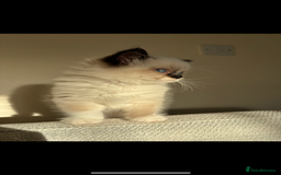 Ragdoll cats for sale: Stunning Ragdoll kitten  - Advert 5