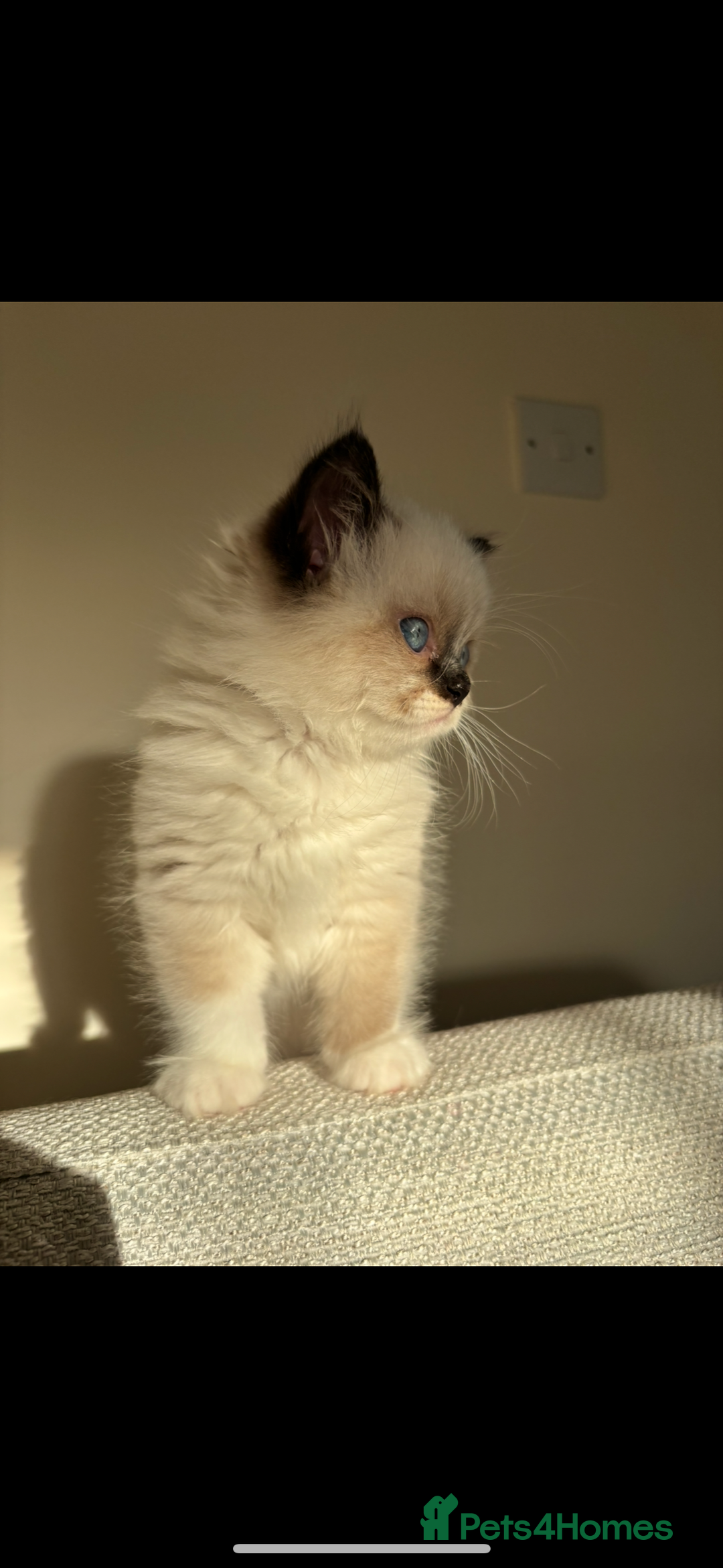 Ragdoll cats for sale: Stunning Ragdoll kitten  - Advert 5