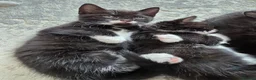 Mixed Breed cats for sale: Beautiful mixed breed kittens looking for home in London - Advert 11
