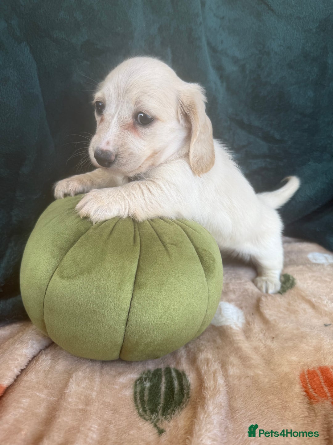 Miniature Dachshund dogs for sale: English creams miniature dachshunds  - Image 6