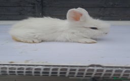 Lionhead rabbits for sale: Lionhead  - Image 11