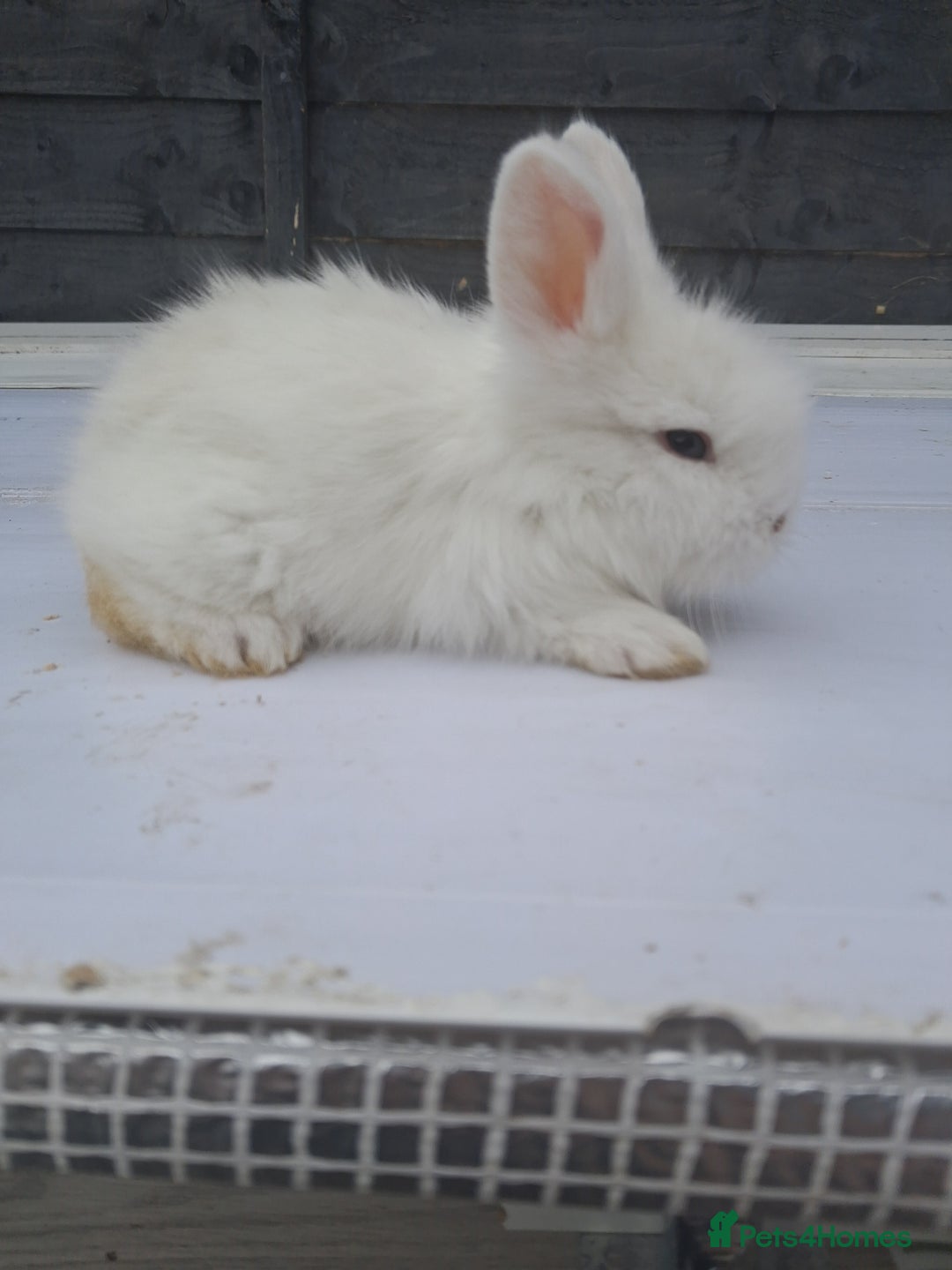 Lionhead rabbits for sale: Lionhead  - Image 11