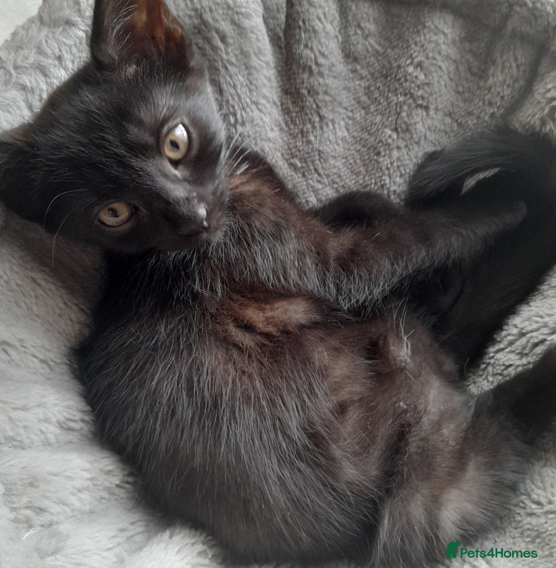 Mixed Breed cats for sale: Bezutiful kittens, looking fir their forever home. - Image 4