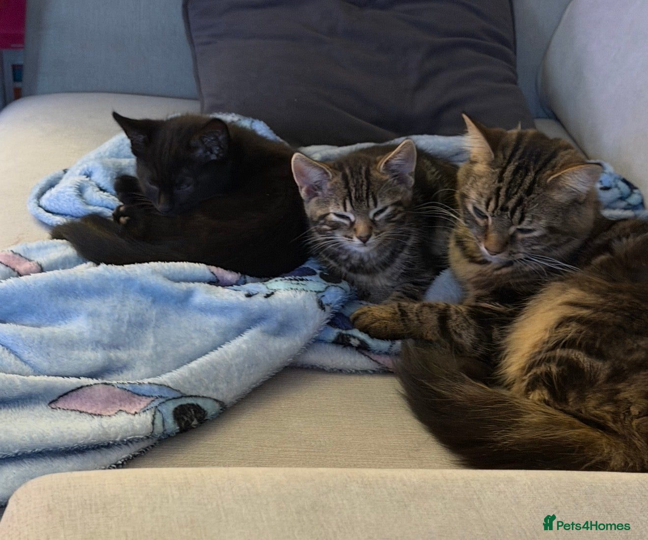 Mixed Breed cats The Trio - Advert 1