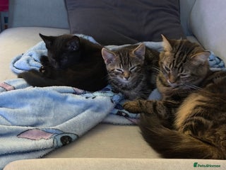 Mixed Breed cats The Trio - Advert 5