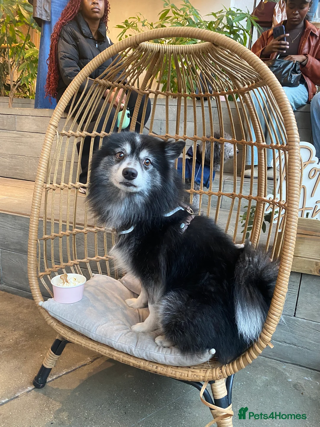 Pomsky dogs for stud: Pomsky for Stud - Advert 2