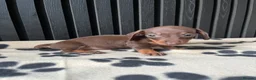 Miniature Dachshund dogs for sale: Dachshund Puppies (miniature) - Advert 8