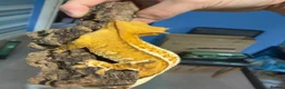 Gecko reptiles for sale: CRESTED GECKOS £80 each  - Advert 9