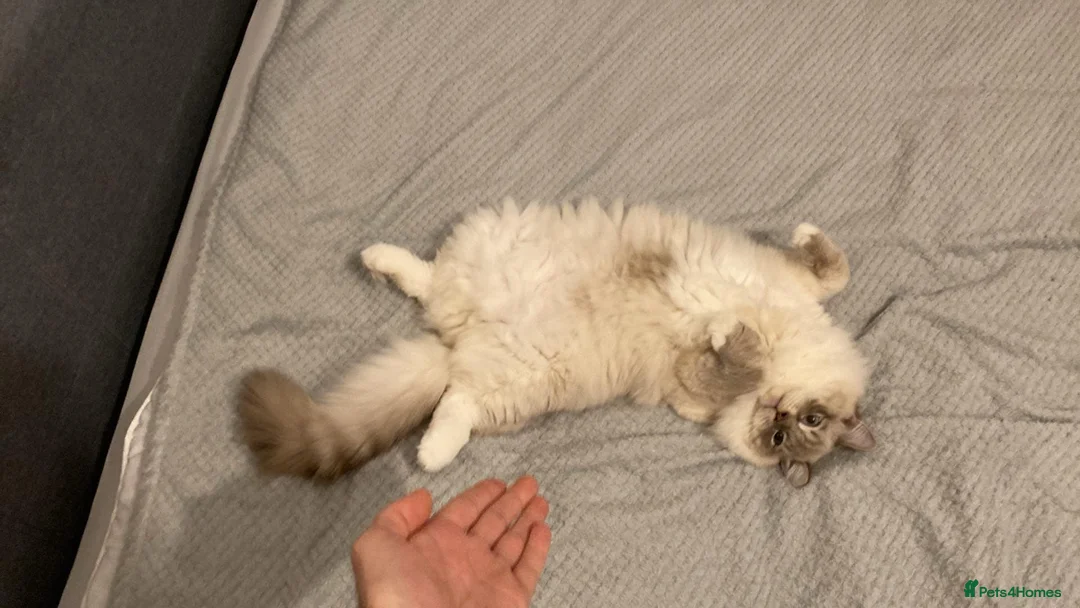 Ragdoll cats for sale: Alaska & Simba - Home Wanted for Our Bonded Pair - Advert 2