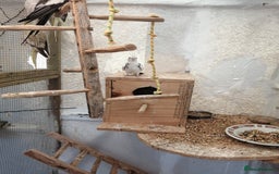 Parakeets birds for sale: proven and bonded pair - Image 7