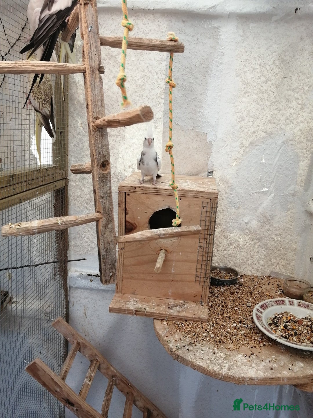 Parakeets birds for sale: proven and bonded pair - Image 7