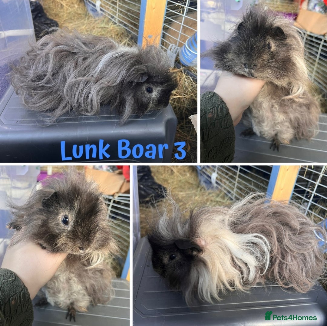 Guinea Pig rodents for sale: Swiss and Lunkarya GuineaPupz Pigs  - Advert 8