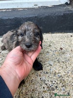 Cockapoo dogs BEAUTIFULL F1 COCKAPOO PUPPYS - Advert 7