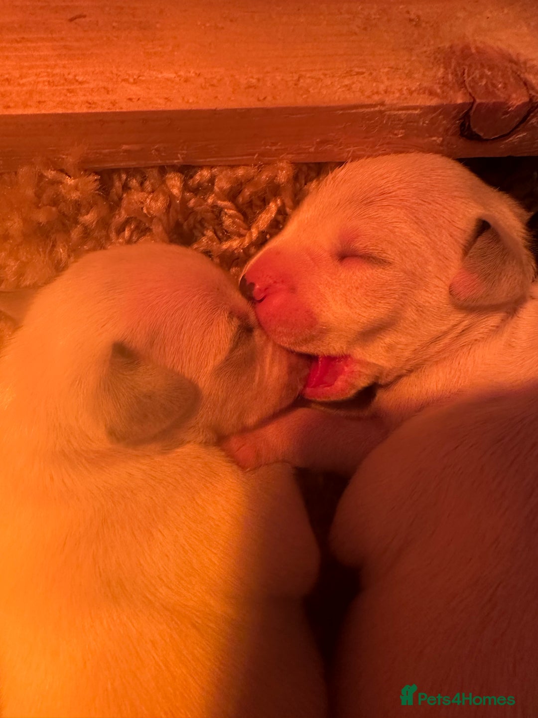 Dalmatian dogs for sale: Dalmatian puppies  - Image 4