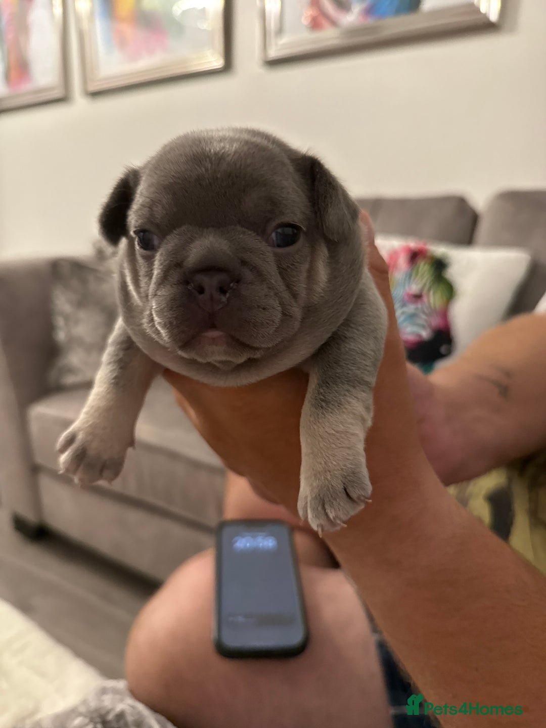French Bulldog dogs for sale: French Bulldogs - Image 12