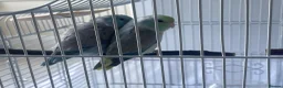 Parrots birds for sale: Parrotlet  in Hayes - Advert 6