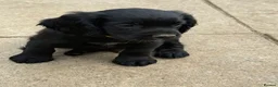 Cocker Spaniel dogs for sale: 6 well bred Cocker Spaniel puppies  - Advert 7