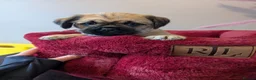 Mixed Breed dogs for sale: Pug x Lab x Jack Russell Puppies in Leicester - Advert 8