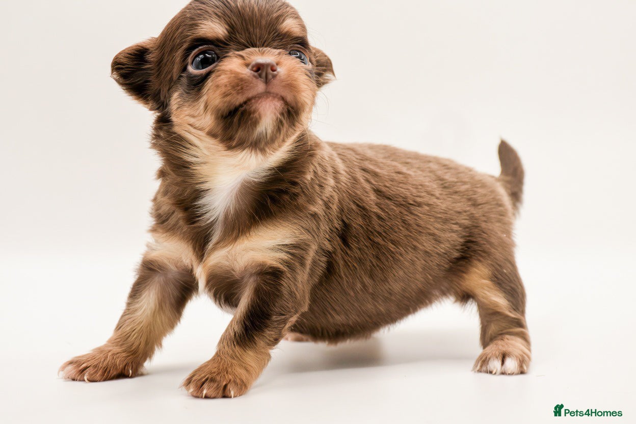 Chihuahua dogs for sale: ⭐️ Classic Apple Head KC Long Coated Chihuahuas ⭐️ - Advert 1