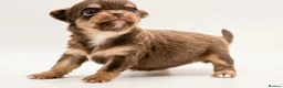 Chihuahua dogs for sale: ⭐️ Classic Apple Head KC Long Coated Chihuahuas ⭐️ - Advert 1
