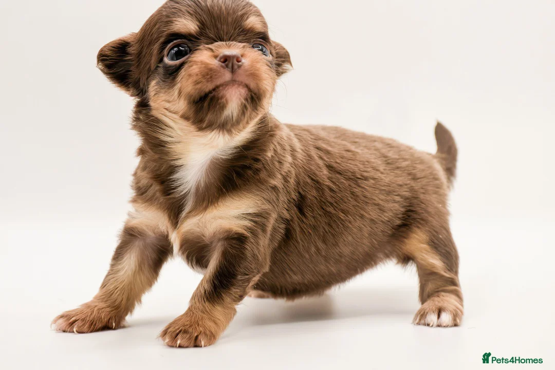 Chihuahua dogs for sale: ⭐️ Classic Apple Head KC Long Coated Chihuahuas ⭐️ - Advert 1