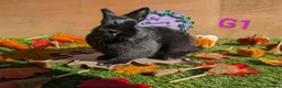 Netherland Dwarf rabbits for sale: Beautiful babies  - Advert 7