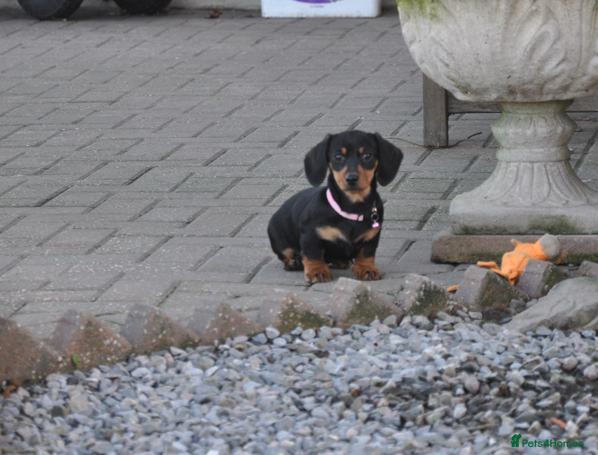 Dachshund dogs Miniature Smooth Haired Dachshunds - Advert 1