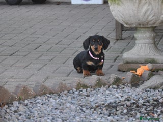 Dachshund dogs Miniature Smooth Haired Dachshunds - Advert 1