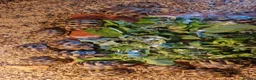 Hermann Tortoise reptiles for sale: Hermanns Tortoise Hatchlings  - Advert 2
