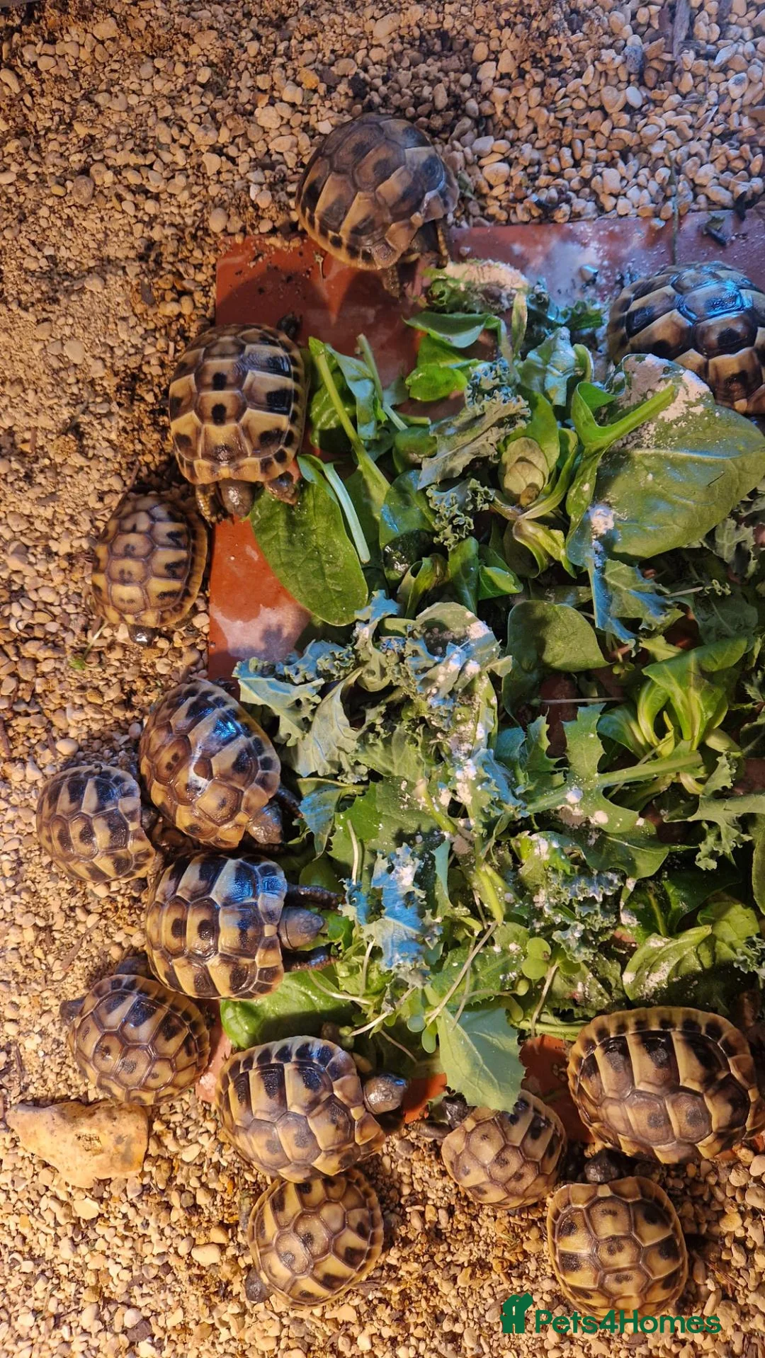 Hermann Tortoise reptiles for sale: Hermanns Tortoise Hatchlings  - Advert 2