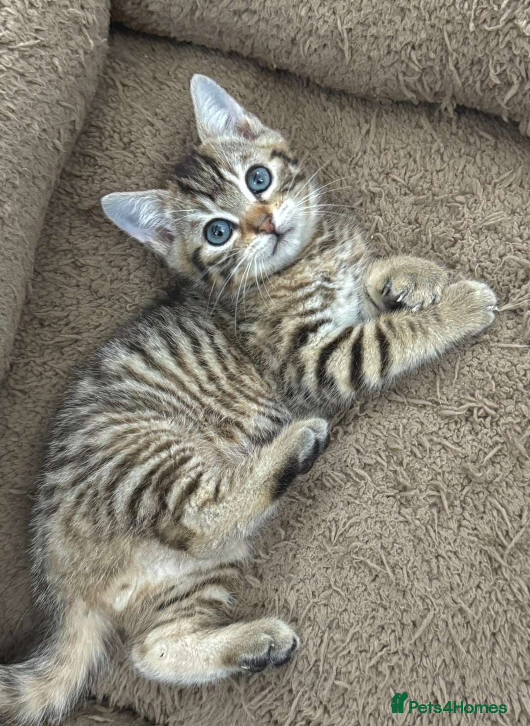 Mixed Breed cats for sale: GORGEOUS KITTYS  - Advert 3