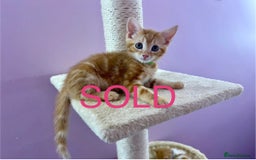 Mixed Breed cats for sale: READ INFO, 8 beautiful ginger kittens. - Image 4