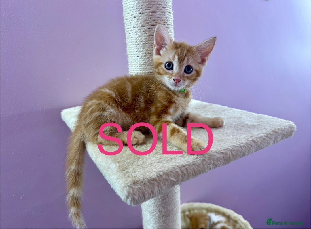 Mixed Breed cats for sale: READ INFO, 8 beautiful ginger kittens. - Image 4