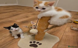 Mixed Breed cats for sale:  Blue eyes Flower pattern mark unique kitten  - Image 4