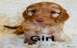 Cockapoo dogs for sale: stunning merle cockapoo puppies, ready 21st august - Image 5