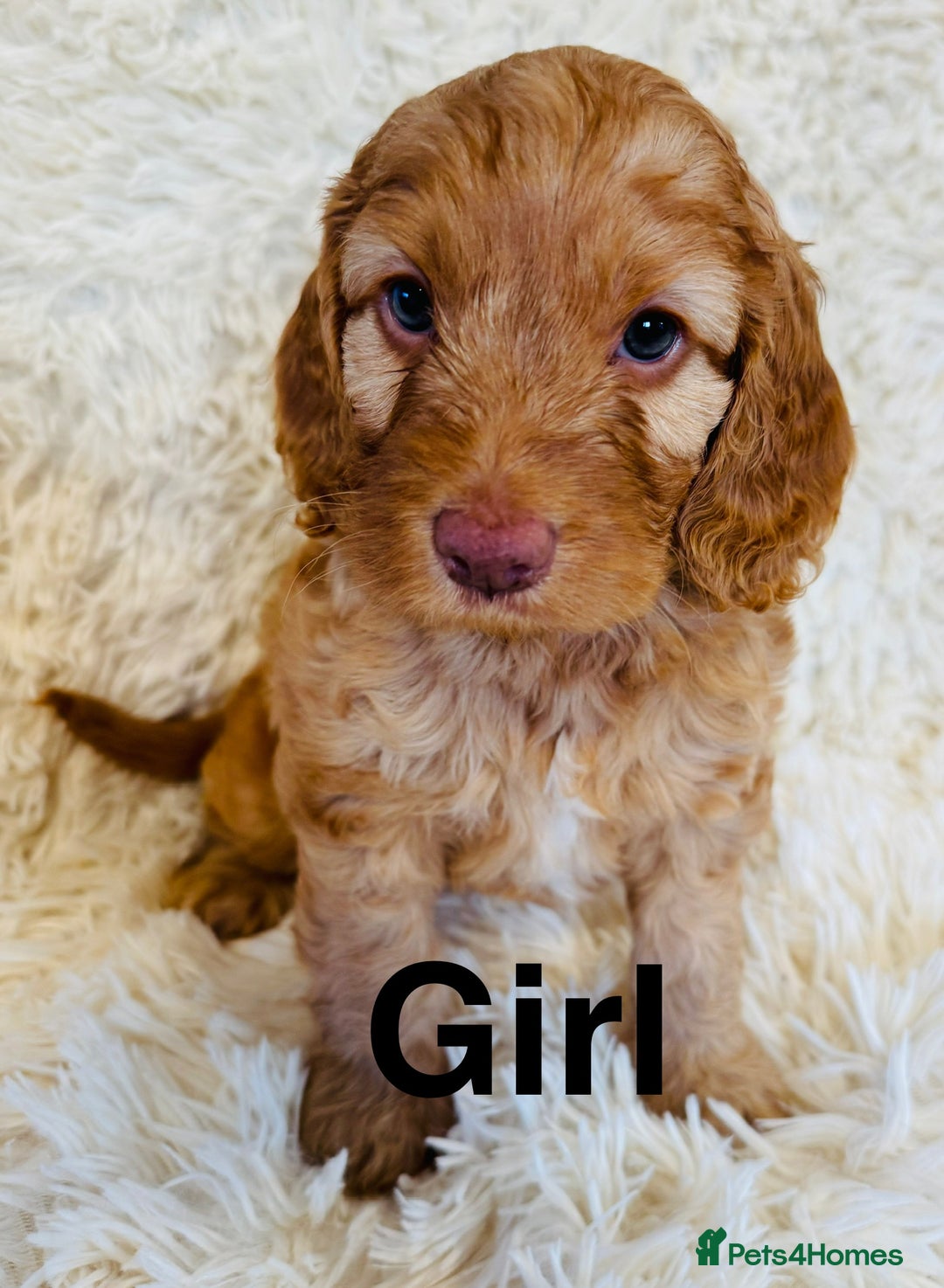 Cockapoo dogs for sale: stunning merle cockapoo puppies, ready 21st august - Image 5