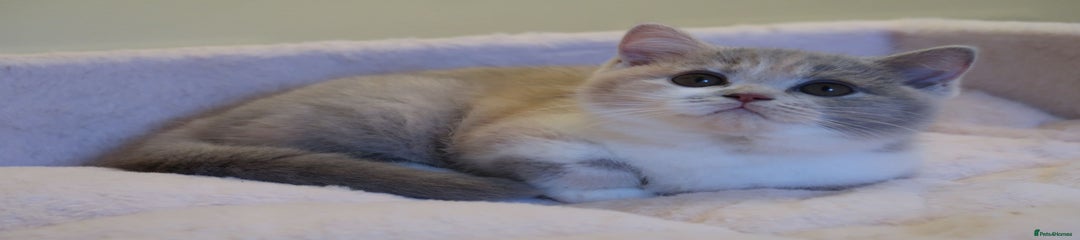 British Shorthair Kitten 1