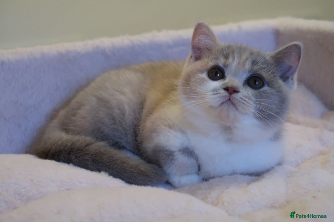 British Shorthair cats for sale: BSH/BLH Females TICA Reg  - Image 14